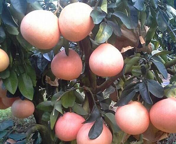 三红蜜柚种植最专业的管理技术